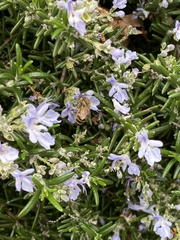 Apis mellifera