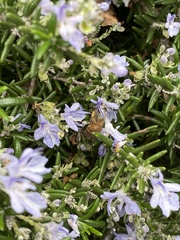 Apis mellifera