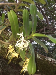 Cyrtorchis arcuata