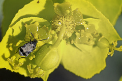 Bruchidius marginalis