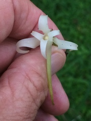 Cyrtorchis arcuata