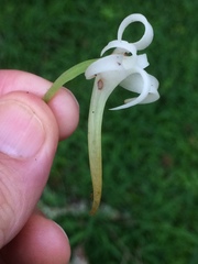 Cyrtorchis arcuata