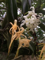 Cyrtorchis arcuata