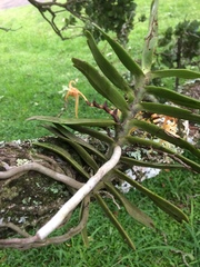 Cyrtorchis arcuata