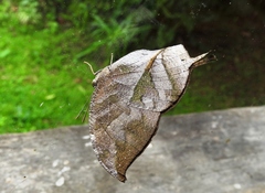 Consul electra electra