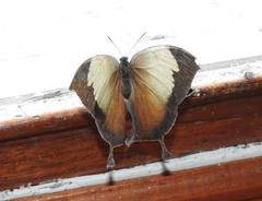 Consul electra electra