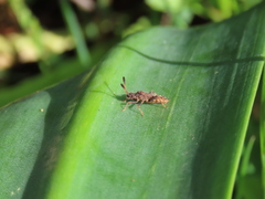 Strobilotoma typhaecornis