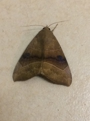 Achaea trapezoides