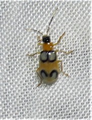 Diabrotica bioculata