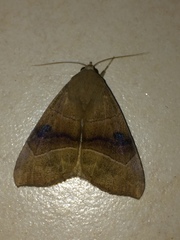 Achaea trapezoides