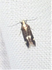 Diabrotica bioculata