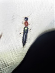 Paederus signaticornis