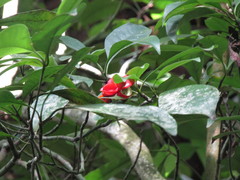 Magnoliopsida