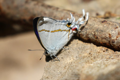 Hypolycaena liara