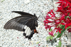Papilio iswara