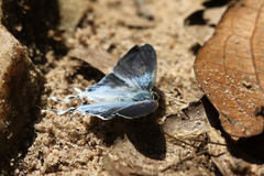 Hypolycaena liara