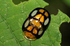 Aspidimorpha bimaculata