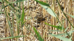 Acrocephalus melanopogon