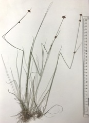 Rhynchospora filifolia