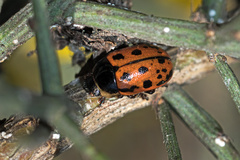 Gonioctena variabilis