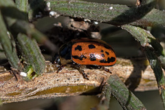 Gonioctena variabilis