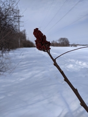 Rhus glabra