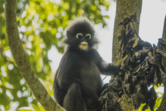 Trachypithecus obscurus halonifer
