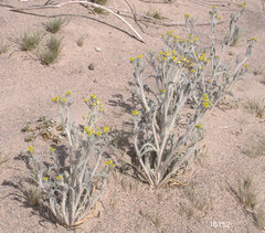 Baileya pauciradiata