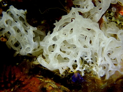 Clathrina coriacea