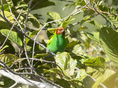 Tangara gyrola