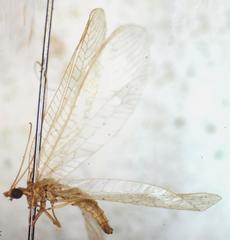 Chrysoperla externa