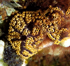 Botrylloides diegensis