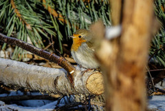 Erithacus rubecula