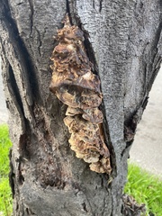 Fungi