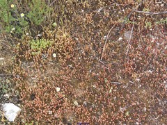 Sedum arenarium
