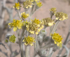 Baileya pauciradiata