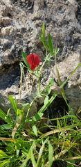 Lathyrus pseudocicera