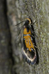 Schiffermuelleria schaefferella