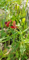 Lathyrus pseudocicera
