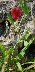 Lathyrus pseudocicera
