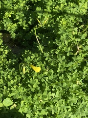 Oxalis pes-caprae