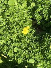 Oxalis pes-caprae