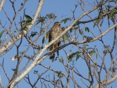 Rupornis magnirostris