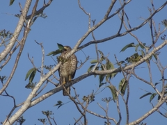 Rupornis magnirostris