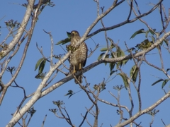 Rupornis magnirostris