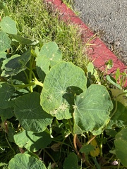 Tropaeolum majus