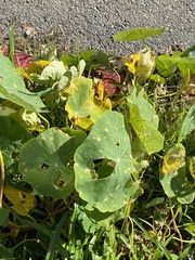 Tropaeolum majus