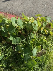 Tropaeolum majus