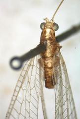 Chrysopidae