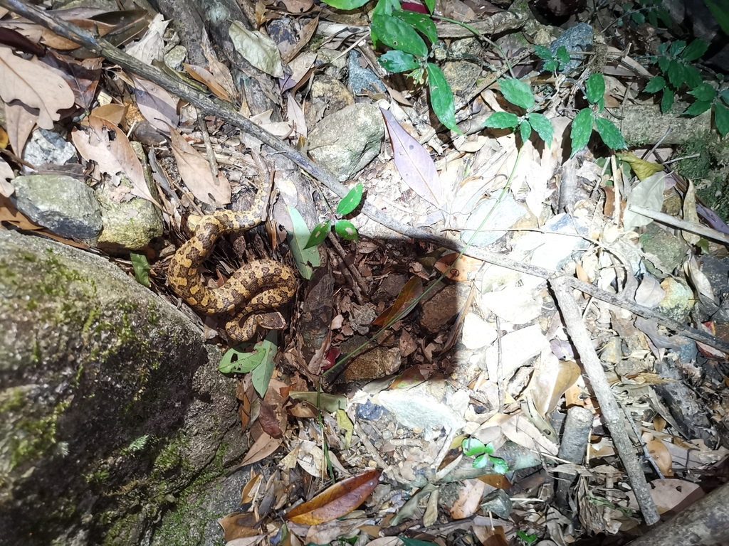 Tonkin Pit Viper